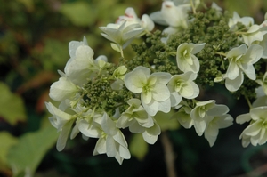 Oak leaved Hydrangea